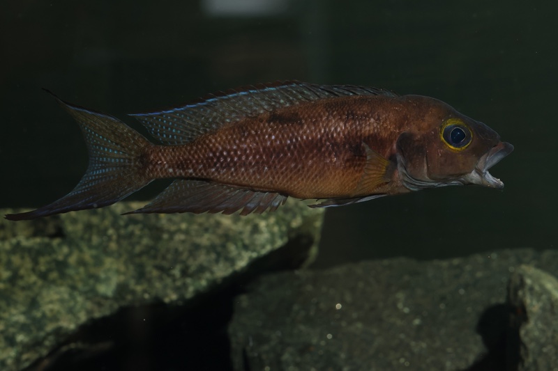 Neolamprologus furcifer 'Sibwesa'